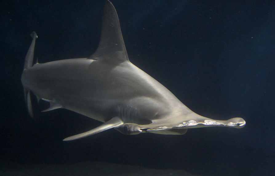 Hammerhead Shark image from Wikipedia