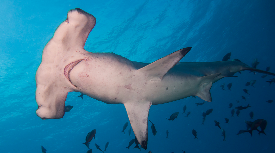Mangōpare: Māori, Sharks and the Powerful Connection to the Moana