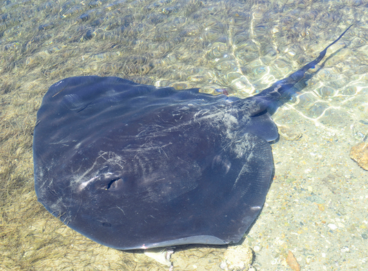 Stingray on the ocean floor