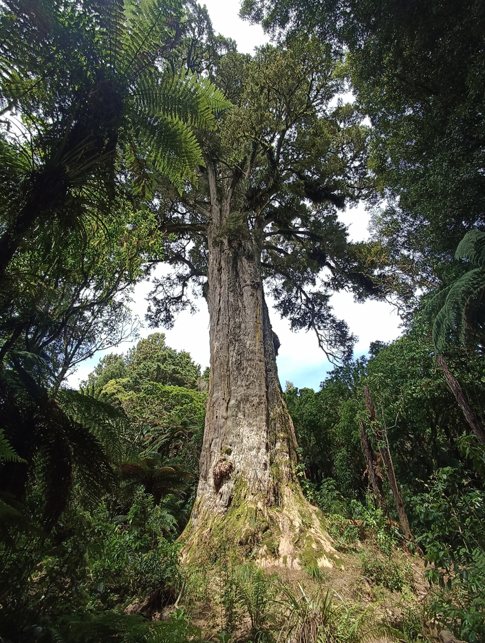 Whakairo: The Art of Māori Carving and the Stories Written in Wood